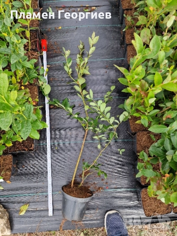 раздад боровинки , снимка 11 - Разсади - 51913927