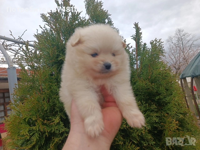 Померан / Померани , снимка 14 - Померан - 54029381