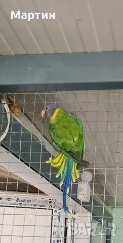  женски сливоглав папагал, снимка 1 - Папагали - 46425393