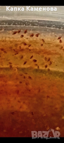 Дафния пулекс. Стартова култура.