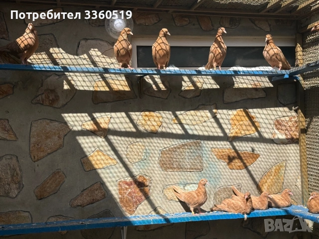 Гълаби неврени и лимонки, снимка 10 - Гълъби - 50813378