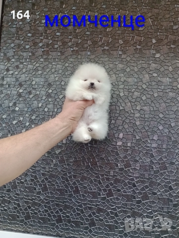 Чисто бял миниатюрен мини Померан., снимка 6 - Померан - 53885669