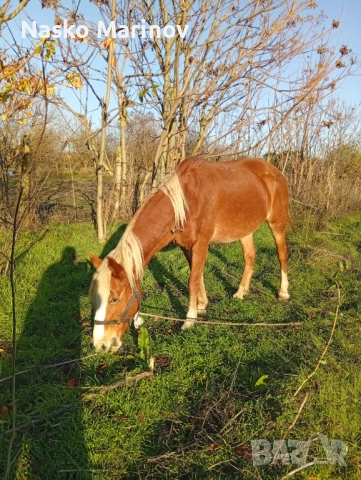 Кобила с ж.конче, снимка 2 - Коне - 52631224