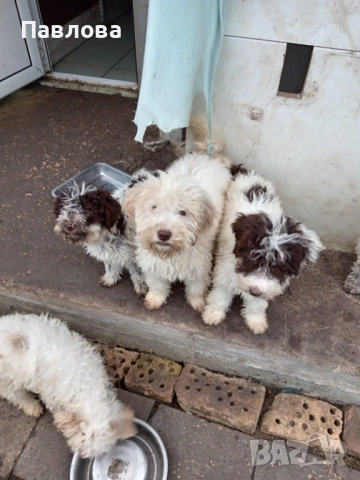 Продавам кученца лагото романьоло