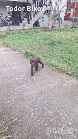 Свободни дратхаарчета , снимка 8 - Дратхаар - 53014939