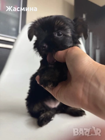 🐾 Женско Йорки – Бебе на 2 месеца, с ваксини – готово за нов дом! , снимка 1