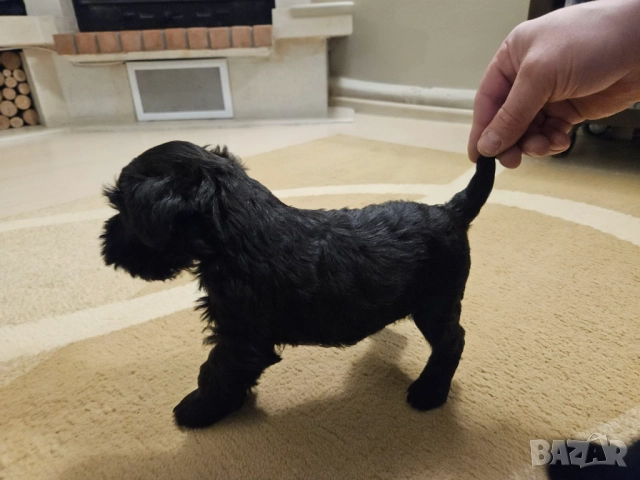  Мъжки мини шнауцер, снимка 14 - Други - 44351208