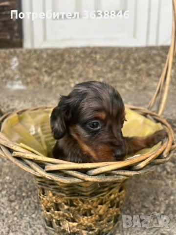 Дългокосмест дакел, снимка 3 - Дакели - 52450980