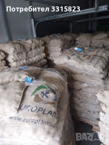 Семена картофи за посев клас А- произход Европлант , Германия , снимка 2 - Сортови семена и луковици - 53943854