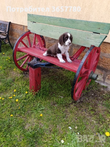 ШПРИНГЕР шпано, снимка 5 - Кокер шпаньол - 54173057