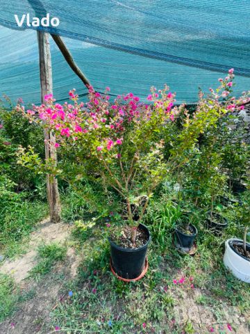 Индийски люляк (Lagerstroemia Indica), снимка 5 - Градински цветя и растения - 42476943