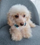 Той пудел/Toy poodle , снимка 1