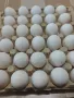 Яйца за люпене от бял Легхорн 0,80 ст., снимка 4