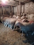 Продавам 25бр Мъжки агнета за клане за Байрама ако някой се интересува дами се обади, снимка 3