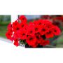 Petunia Easy Wave Red-Петуния, снимка 1 - Градински цветя и растения - 45322239
