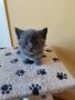 Късокосмести британски котенца, снимка 1 - Британска късокосместа - 45783950