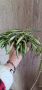  Hoya Wayetii tricolor, снимка 1 - Стайни растения - 45593682
