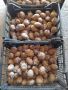 Картофи Семе Агрия  !!!, снимка 1 - Сортови семена и луковици - 45496161