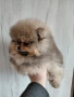продавам померан , снимка 2
