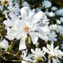 Magnolia Stellata (Магнолия Стелата), снимка 2