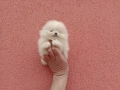 Чисто бели мини Померани. Реални снимки !!!, снимка 2