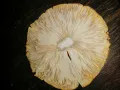 Лечебна гъбка шапка 2024 първа Amanita muscaria 6 g, снимка 2