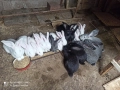 Продавам Зайци , снимка 3