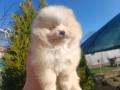 Померан/Померани, снимка 6