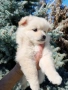 Померан , снимка 4