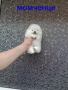 Чисто бял миниатюрен мини Померан., снимка 6