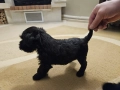  Мъжки мини шнауцер, снимка 14