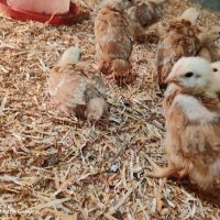 Малки пилета от един ден до 1 месец , снимка 2 - Кокошки и пуйки - 45220177