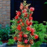Калистемон цитринус, снимка 3 - Градински цветя и растения - 45526202