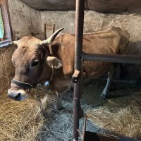 Дойна Крава, снимка 1 - Крави - 45527776