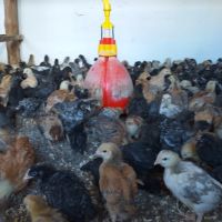 Продавам пилета  кръстоска на един месец (на 30 дни) 4лв., снимка 4 - Кокошки и пуйки - 45317437