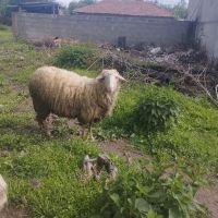 Шилита , снимка 3 - Овце - 45542078