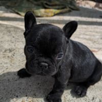 Уникални кученца родени на 29.02.2024, снимка 2 - Френски булдог - 45081799