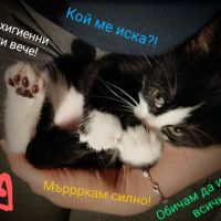 Коте с хигиенни навици , снимка 1 - Други - 45560977
