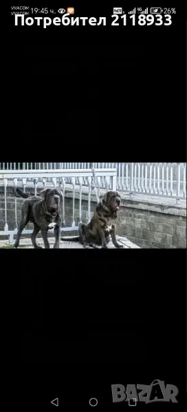 неаполитански мастиф - два броя , снимка 1