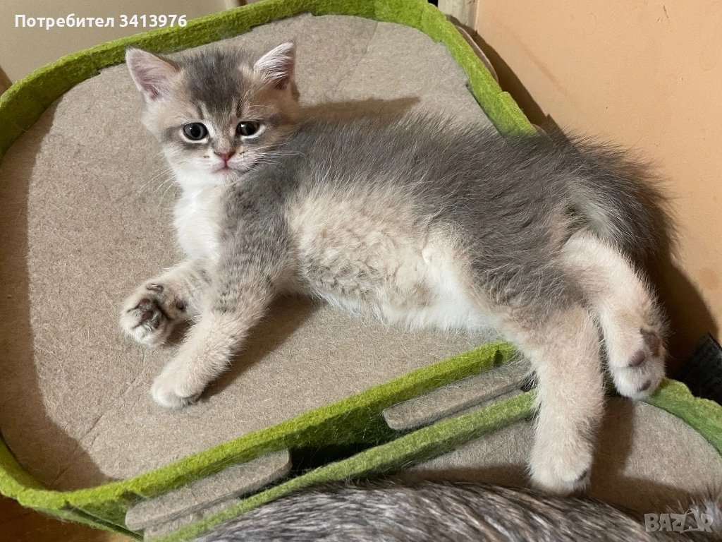 Британско мъжко коте, снимка 1