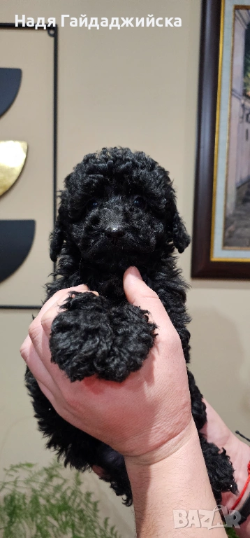 Мини Пудел! , снимка 1