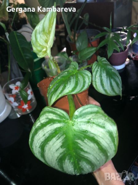 Philodendron Plowmanii Citrus , снимка 1