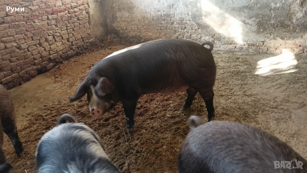 Продавам прасета за клане, снимка 1