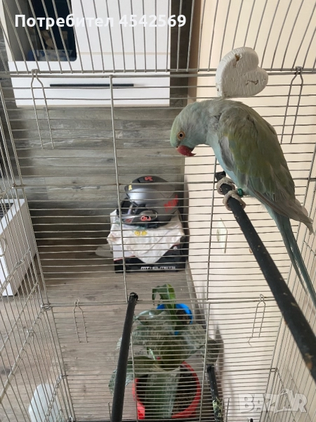 Продавам Малък Александър, снимка 1