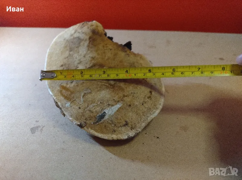 Дървесни гъби за декорация , снимка 1