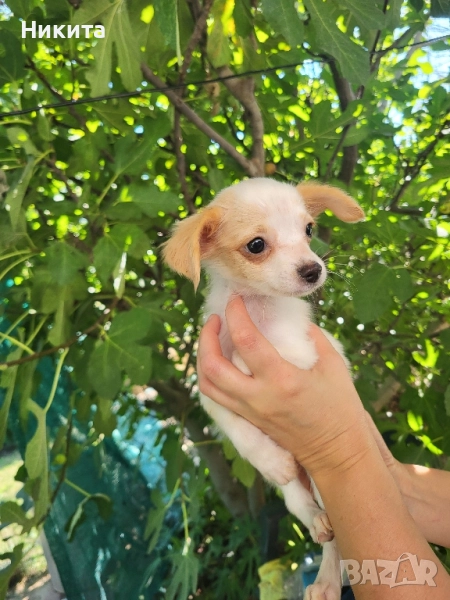 пинчер, снимка 1