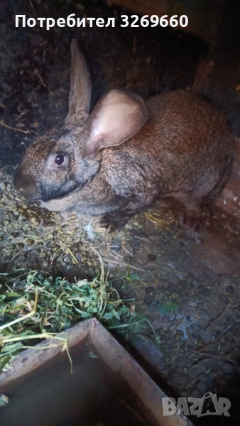 Зайци, снимка 1