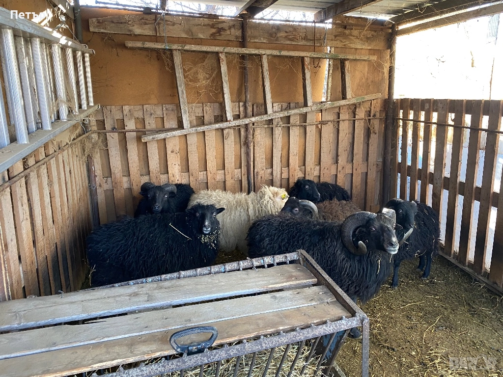 Продавам шутлански овце , снимка 1