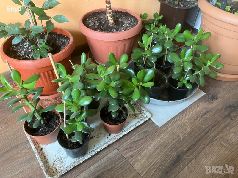 Дърво на живота в саксия, снимка 1