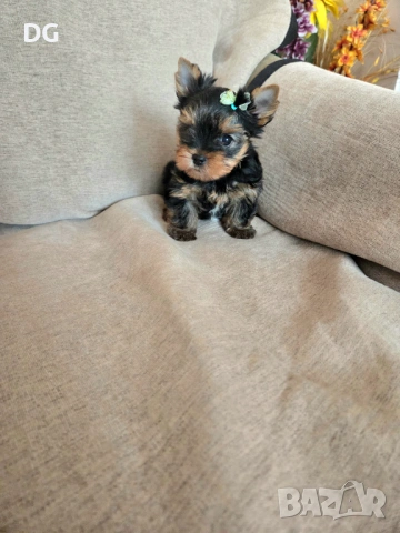 мини йоркширски териер, снимка 3 - Йоркширски териер - 53635508